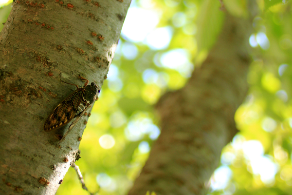 chorus-of-cicadas