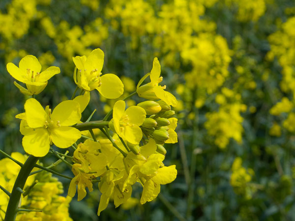 rapeseed